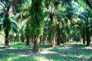 Palm Oil Trees Honduras Central America Travel